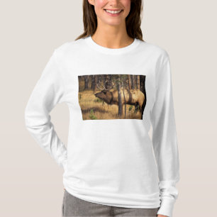Camiseta alce, Cervus elaphus, touro toca a cornetim em uma