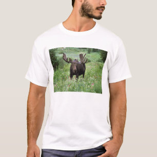 Camiseta Alce macho Alces alces) em flores silvestres,