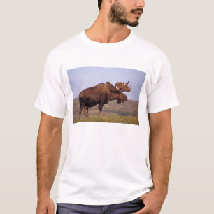 Camiseta alces alces alces, touro com grandes galhadas