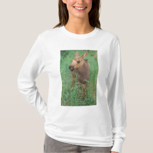 Camiseta alces de alces, estantes de vitelos recém-nascidos