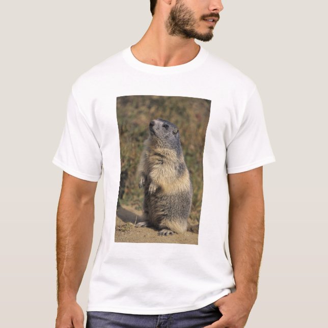 Camiseta Alpino Marmot, Marmota marmota, pé adulto (Frente)