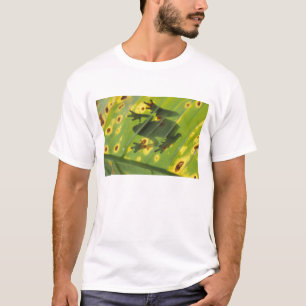 Camiseta AMÉRICA CENTRAL, Costa Rica, Sapo iluminado por tr