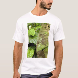Camiseta América Central, Costa Rica, Sarapiqui, Braulio