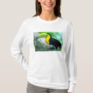 Camiseta AMÉRICA CENTRAL, Panamá, Ilha Borro Colorado 2