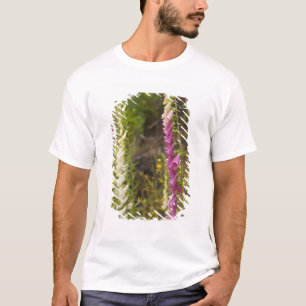 Camiseta América do Norte, Canadá, Ilhas Queen Charlotte, 2