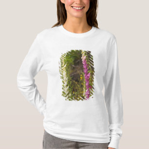 Camiseta América do Norte, Canadá, Ilhas Queen Charlotte, 2