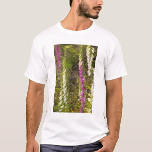 Camiseta América do Norte, Canadá, Ilhas Queen Charlotte, 2