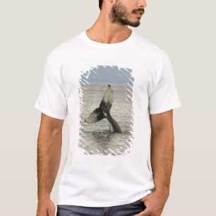 Camiseta América do Norte, EUA, AK, Inside Passage. Jubarte