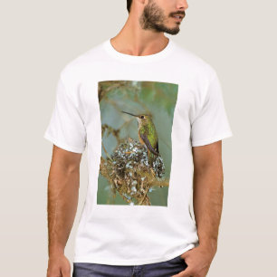 Camiseta América do Norte, EUA, Alasca. Beija-flor-ruivo