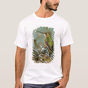 Camiseta América do Norte, EUA, Alasca. Beija-flor-ruivo