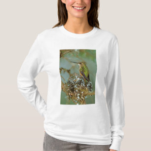 Camiseta América do Norte, EUA, Alasca. Beija-flor-ruivo