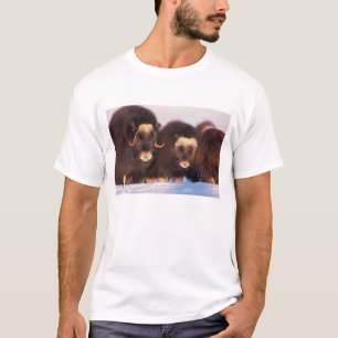 Camiseta América do Norte, EUA, Alasca, Círculo Polar Ártic