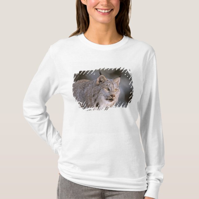Camiseta América do Norte, EUA, Alasca, Haines. Lynx (Felis (Frente)