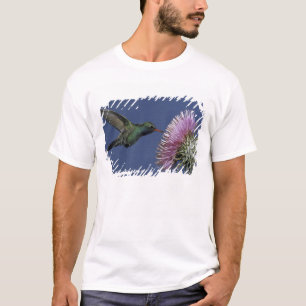 Camiseta América do Norte, EUA, Arizona. Bico-largo