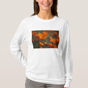 Camiseta América do Norte, EUA, Califórnia, Antelope Valley