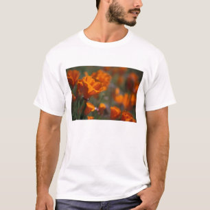 Camiseta América do Norte, EUA, Califórnia, Antelope Valley