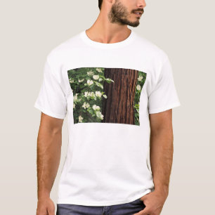 Camiseta América do Norte, EUA, Califórnia, Yosemite 3