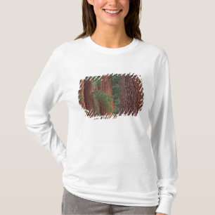 Camiseta América do Norte, EUA, Califórnia, Yosemite NP,