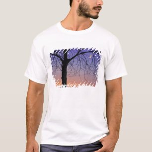 Camiseta América do Norte, EUA, Flórida, Mt. Dora, o