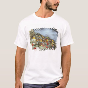 Camiseta América do Norte, EUA, NH, Outono na Nova Inglater