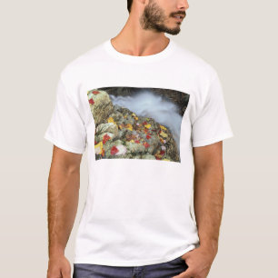 Camiseta América do Norte, EUA, NH, Outono na Nova Inglater