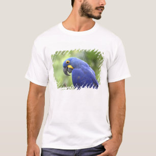 Camiseta América do Sul, Brasil, Pantanal