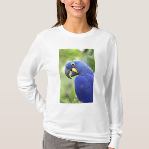 Camiseta América do Sul, Brasil, Pantanal