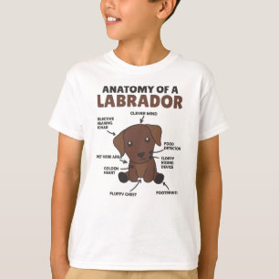 Camiseta Anatomia De Um Labrador Retriever Cães Doce