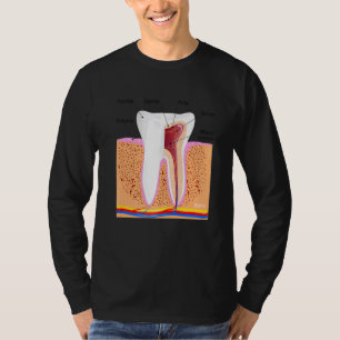 Camiseta Anatomia dentária Para Ging De Enamel Dente Normal