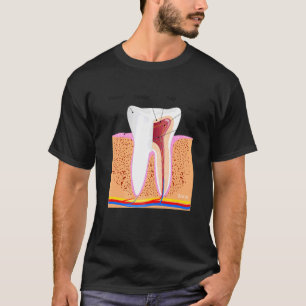 Camiseta Anatomia dentária Para Ging De Enamel Dente Normal