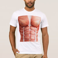 Anatomia do corpo muscular do felpudo Express®