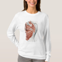 Anatomia humana; Músculos do torso e do ombro