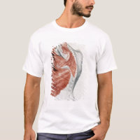 Anatomia humana; Músculos do torso e do ombro