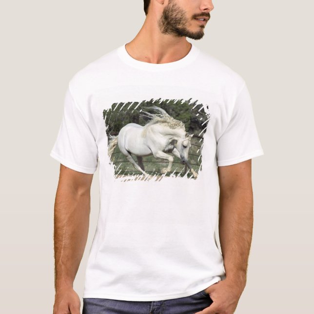 Camiseta Andaluz Stallion correndo, PR (Frente)