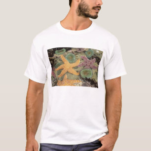 Camiseta Anêmonas verdes gigantes e estrelas-do-mar ocres