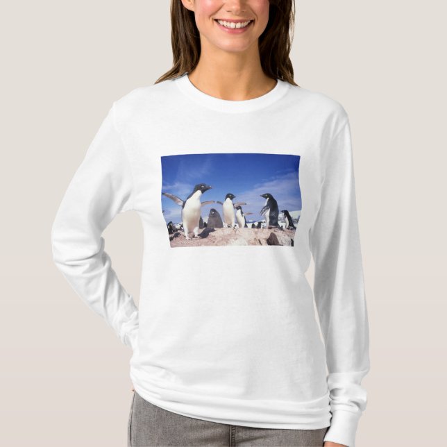 Camiseta Antártica, Adelie Penguin Pygoscelis (Frente)