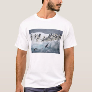 Camiseta Antártica, Ilha Paulet. Pinguins addeliados