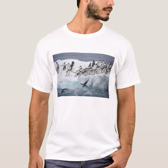 Camiseta Antártica, Ilha Paulet. Pinguins addeliados (Frente)