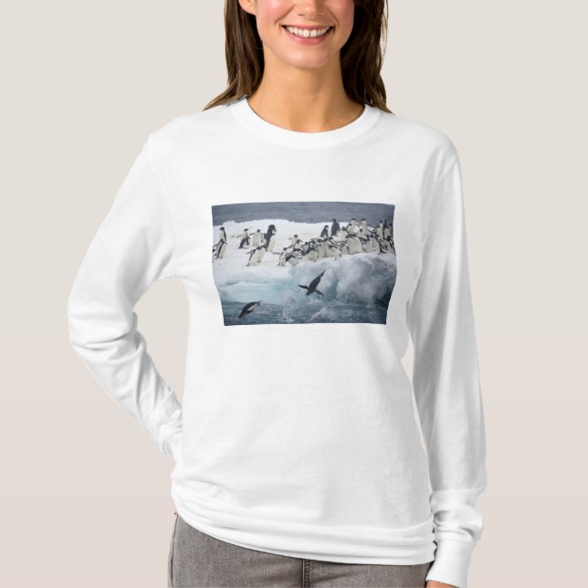 Camiseta Antártica, Ilha Paulet. Pinguins addeliados (Frente)