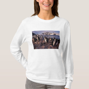 Camiseta Antártica, pintinhos de pinguins adereços