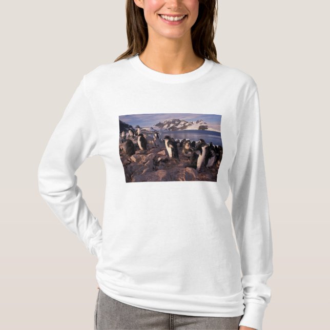 Camiseta Antártica, pintinhos de pinguins adereços (Frente)