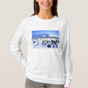 Camiseta Antártida, Península Antártica, Mar de Weddell, 5