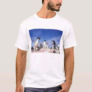 Camiseta Antártida, Pinguim Adelie Pygoscelis