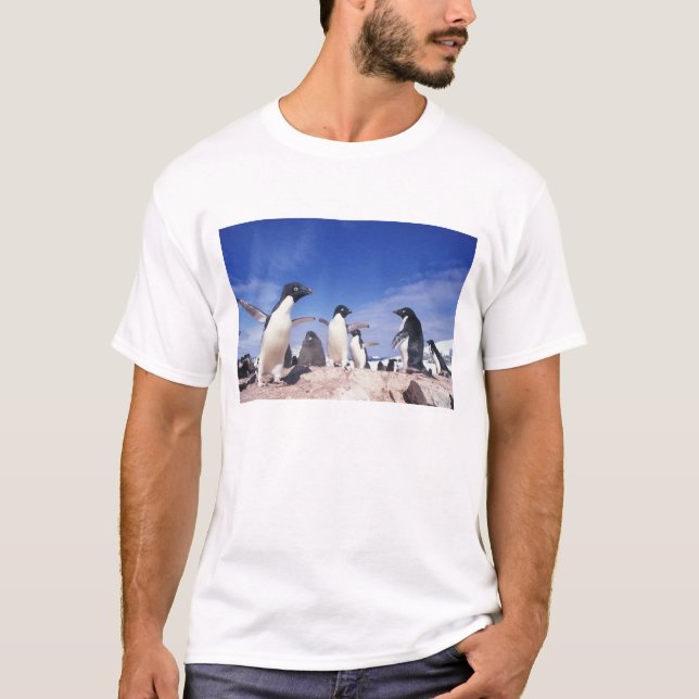 Camiseta Antártida, Pinguim Adelie Pygoscelis (Frente)