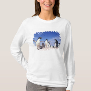 Camiseta Antártida, Pinguim Adelie Pygoscelis