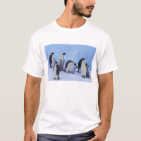 Antártida, Pinguins Imperadores