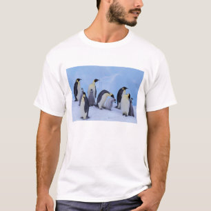 Camiseta Antártida, Pinguins Imperadores