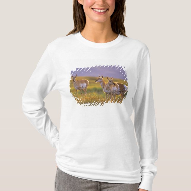 Camiseta Antílope americano em Montana (Frente)