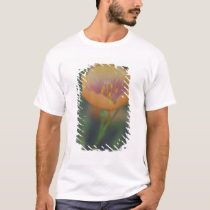 Camiseta Ao sul de Devine Texas ao longo da Interestadual 3