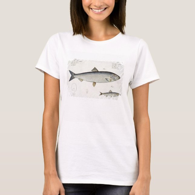 Camiseta Arenque (Clupea Harengus) (Fig. 1) e Sprat (Clup) (Frente)